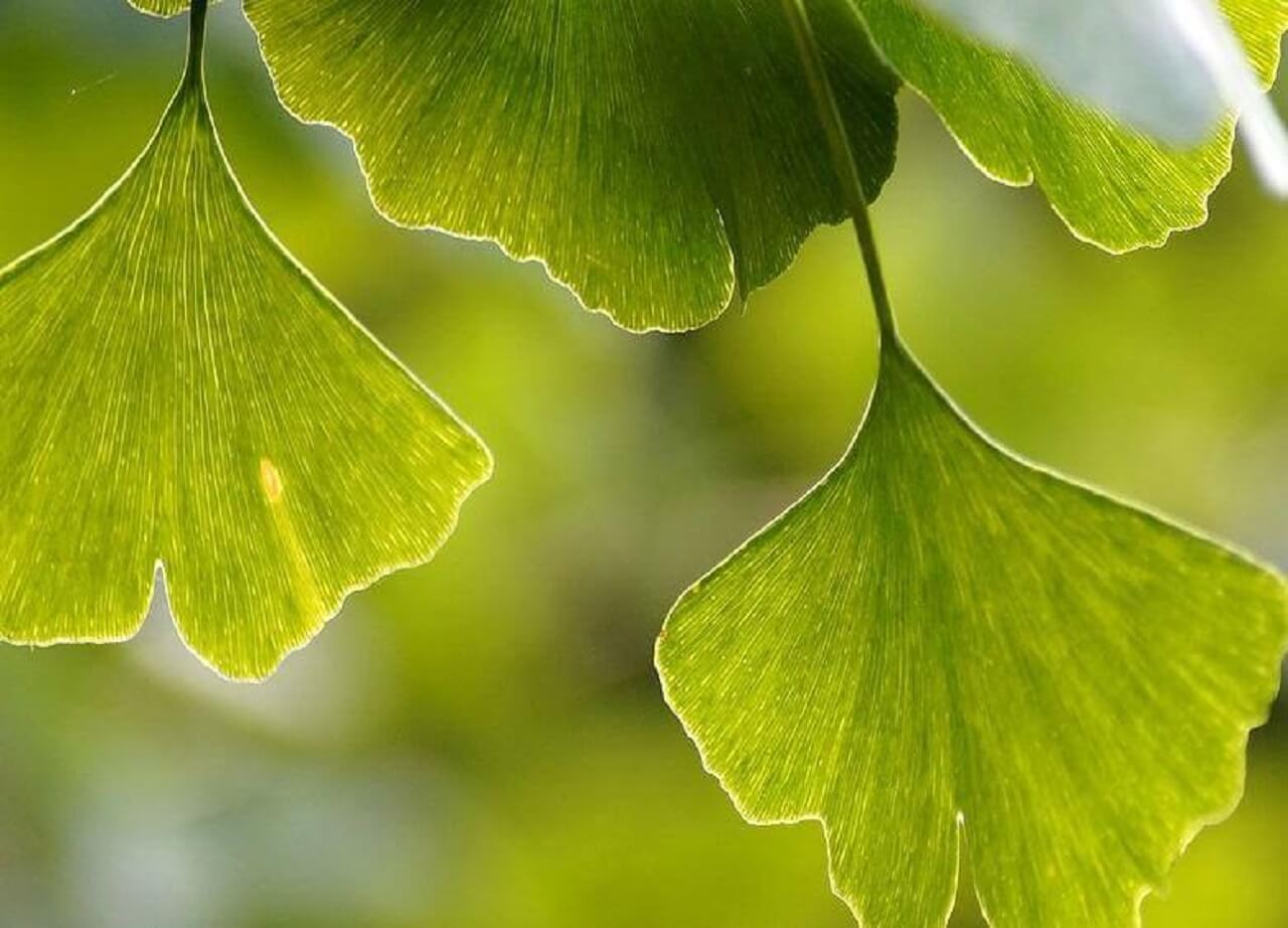 Ginko_Teil_der_Kraeutertherapie Blätter wie Gingko werden in der TCM Phytotherapie eingesetzt