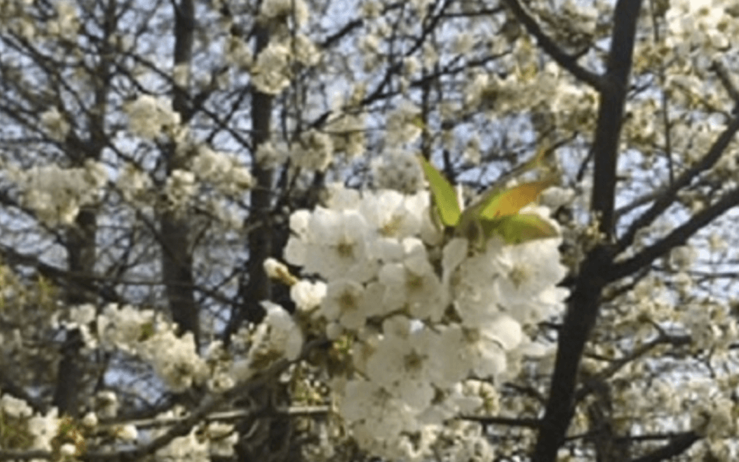 blog_FruehlingAllergiezeitk