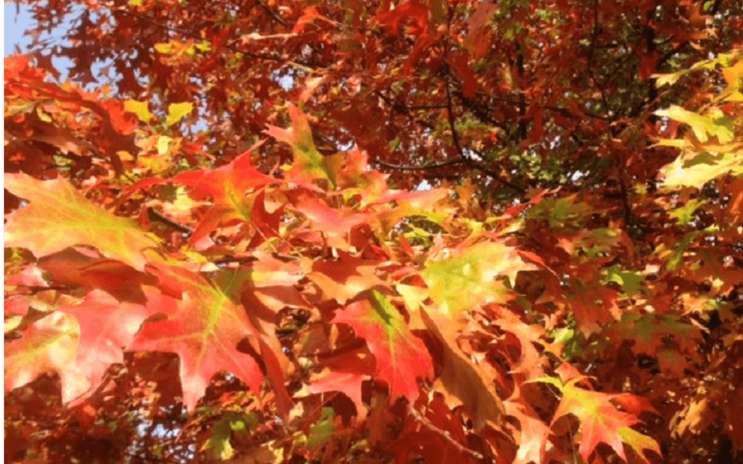 blog_Herbst-TCM